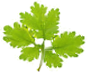 Skogsgläntan
